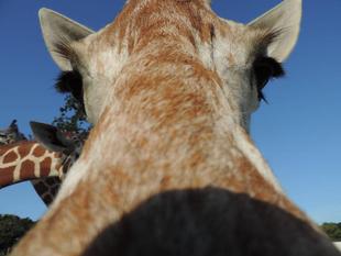 チーム★サバンナより新年のご挨拶