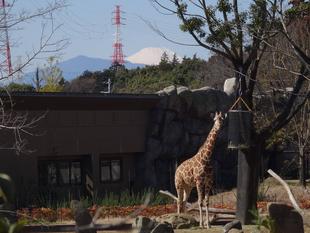 ラクダと富士山
