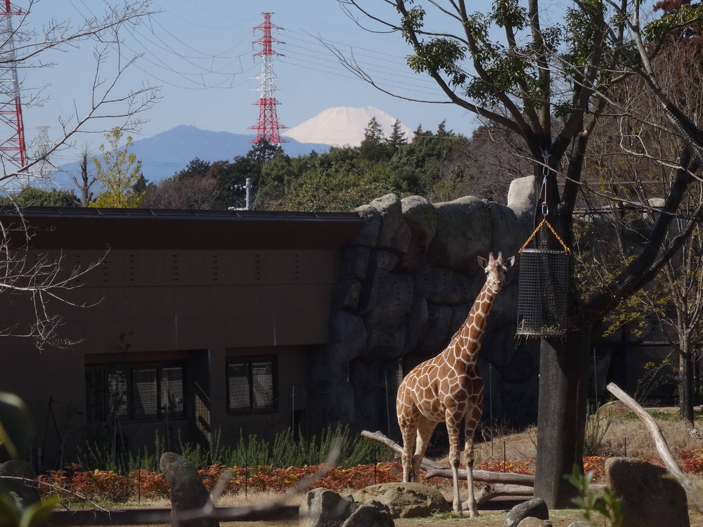 ラクダと富士山の写真