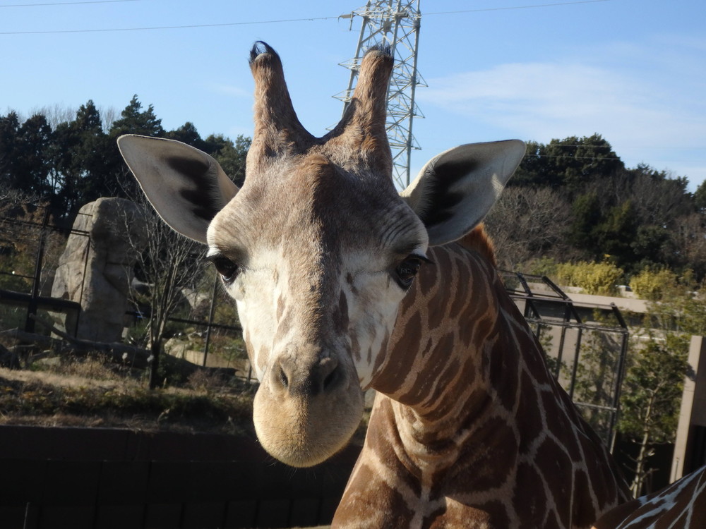 よっこいしょ‼‼‼の写真