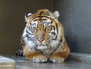 カリが襲い掛かって来なかった種明かし・・・①