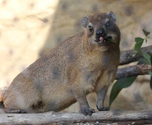 朝がおすすめ！