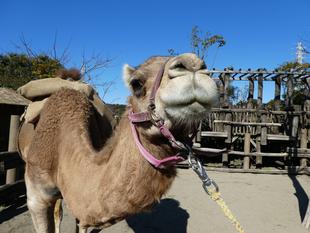 バレンタインといえば