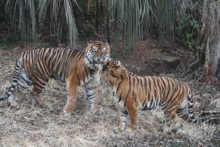 カリが襲い掛かって来なかった種明かし・・・②