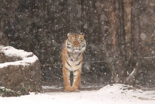 先月の積雪（その2）・・・①