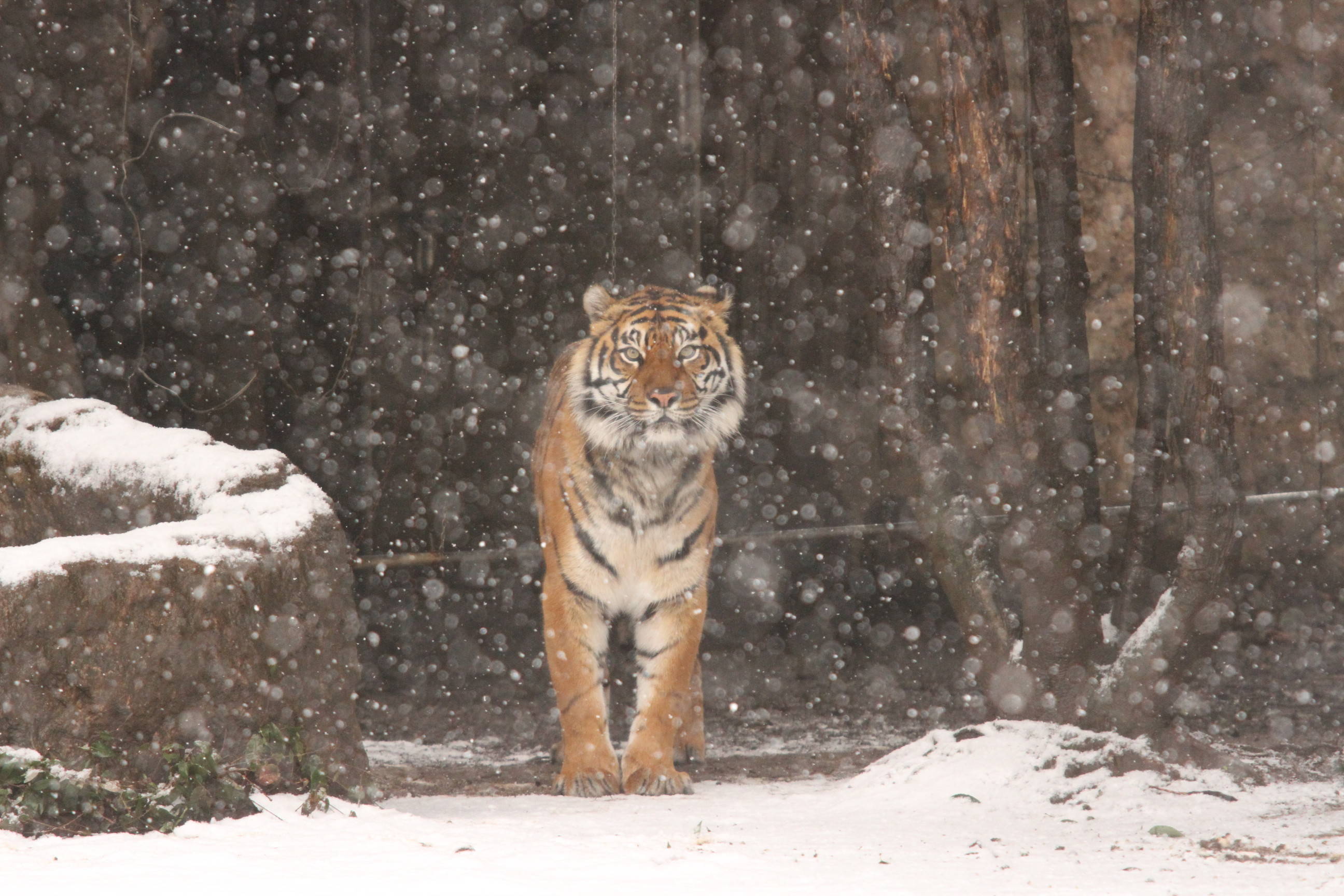 先月の積雪(その2)・・・①の写真