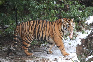 先月の積雪（その2）・・・②