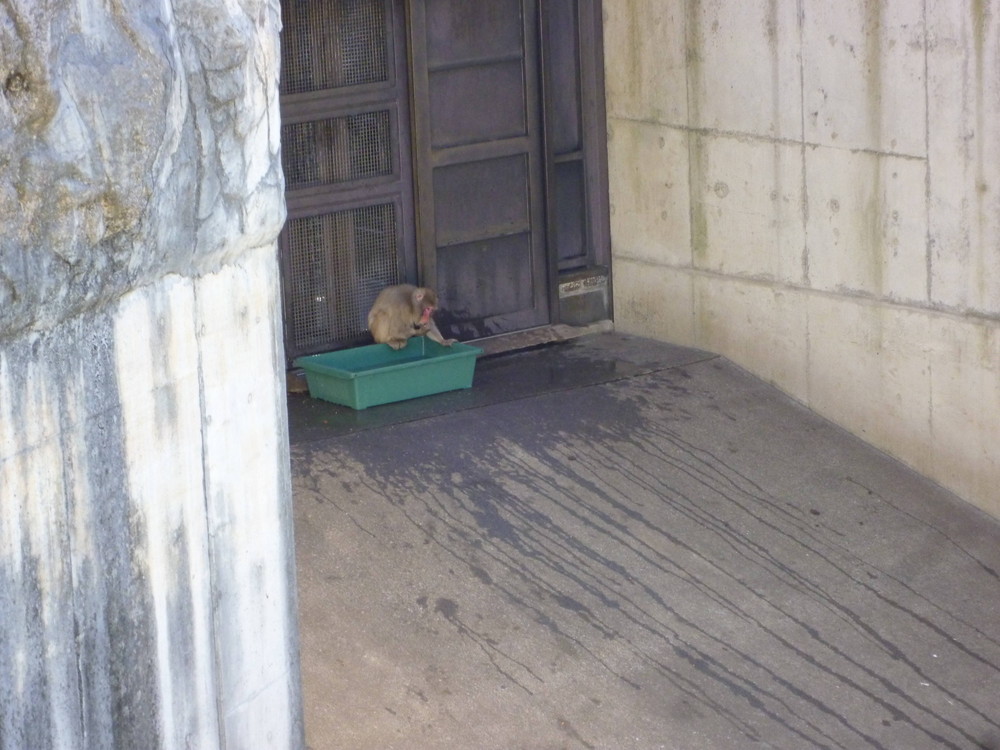シュウカンノチガイの写真