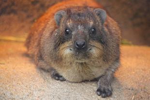 バレンタインということで...