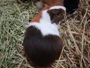 ハッピーバレンタイン