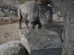 アキリの初挑戦！