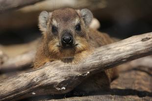 あくびに注目！