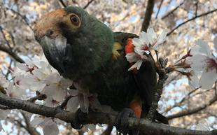 さくら、さくら～♪