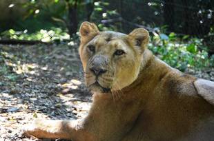 インドライオンのサティに別れを
