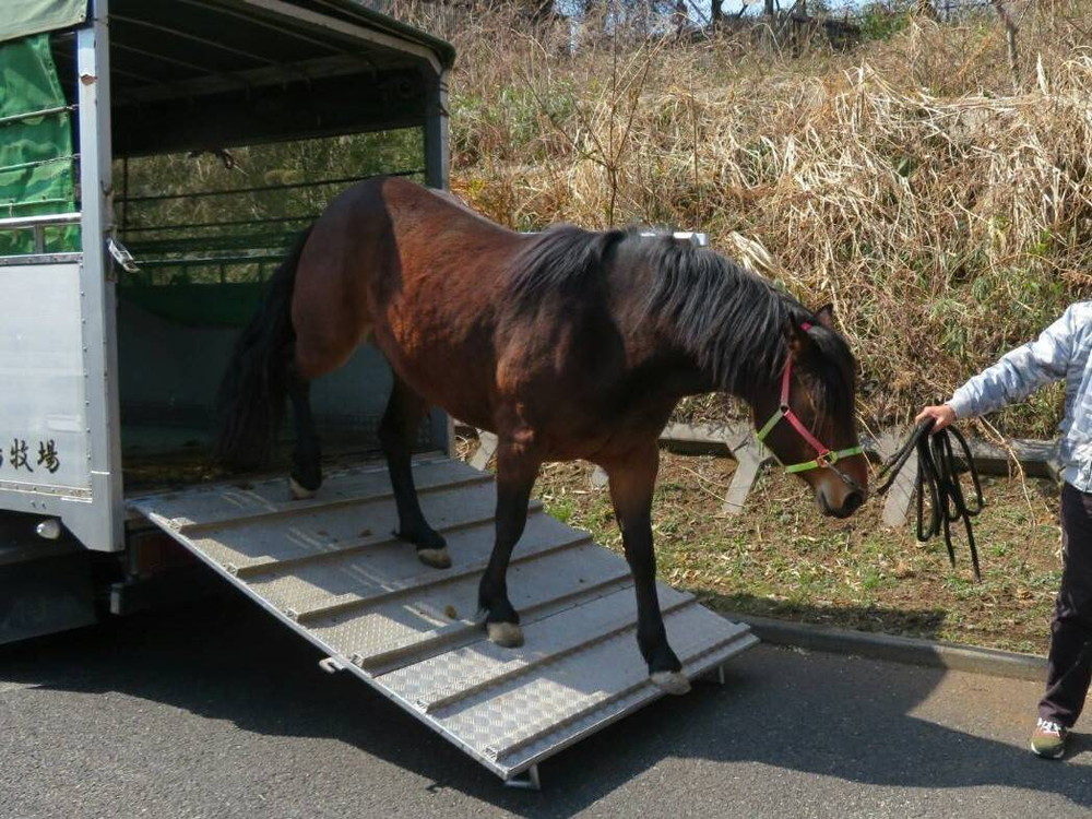 新しい馬がやって来た!!!の写真