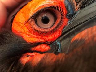 ジサイチョウの朝