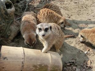 簡単には食べられない