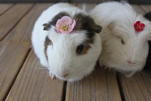 モルモットの頭の上にある