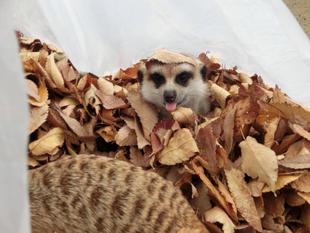 落ち葉でホカホカ