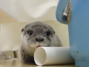 大きくなりました★