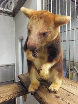 セスジキノボリカンガルーのワリ