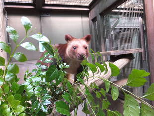 セスジキノボリカンガルーの生活スタイルは