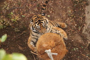 ネコの日に併せて・・・①