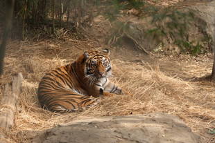 ネコの日に併せて・・・③