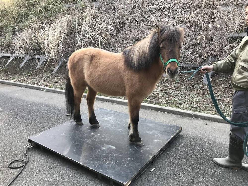 体重測定の写真
