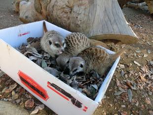 秋のおやつと落ち葉のおふろ