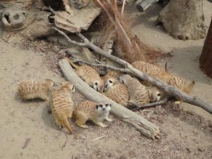 Newフェイスとファミリーの春