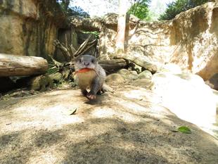 （仮）とれましたー！！