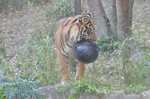 ダイエットが必要なようで・・・その2