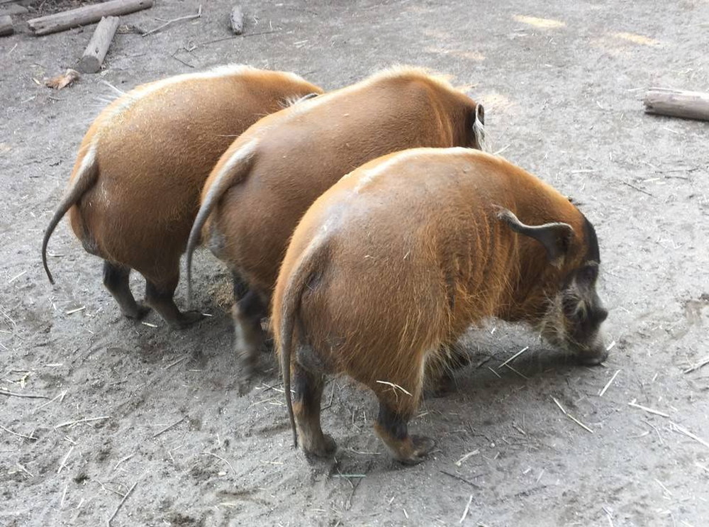 おしり・おしり・おしりの写真