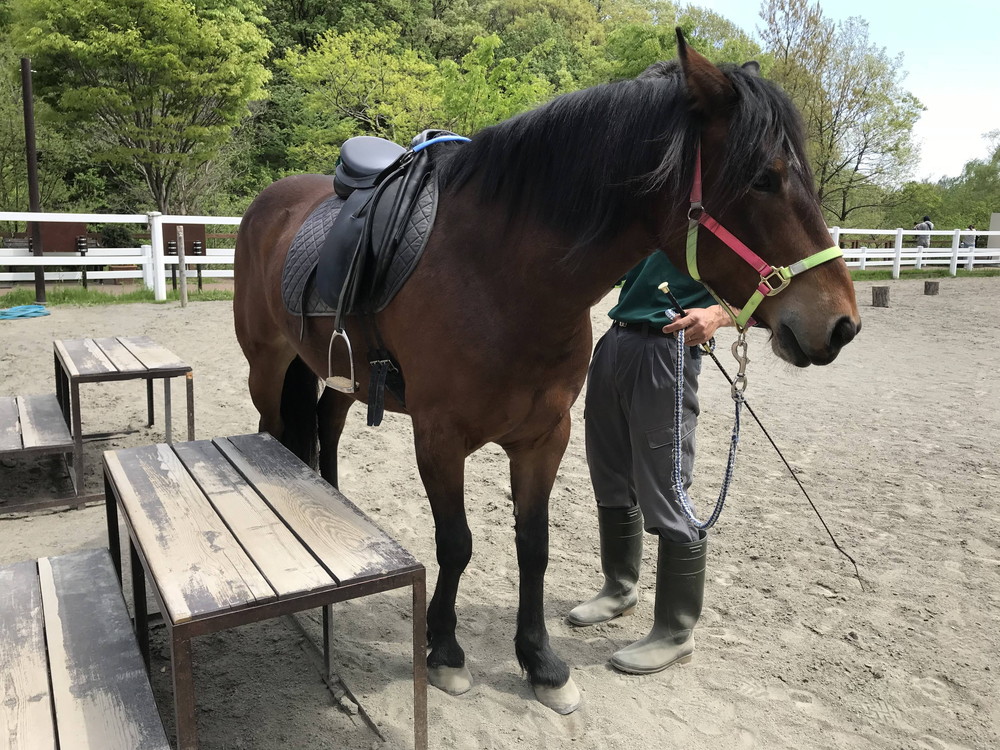 ソフィア、鞍をつけるの写真