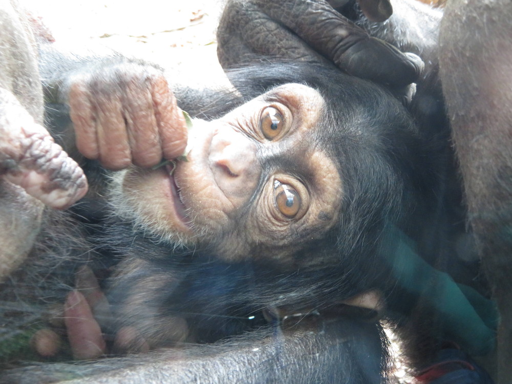 春のハル。の写真