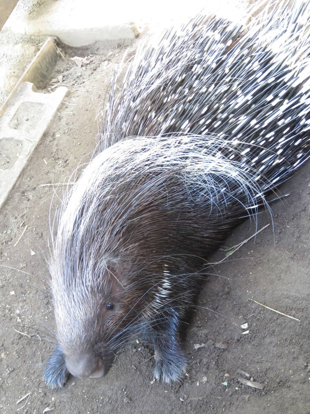 ネイロの土堀り対策。の写真