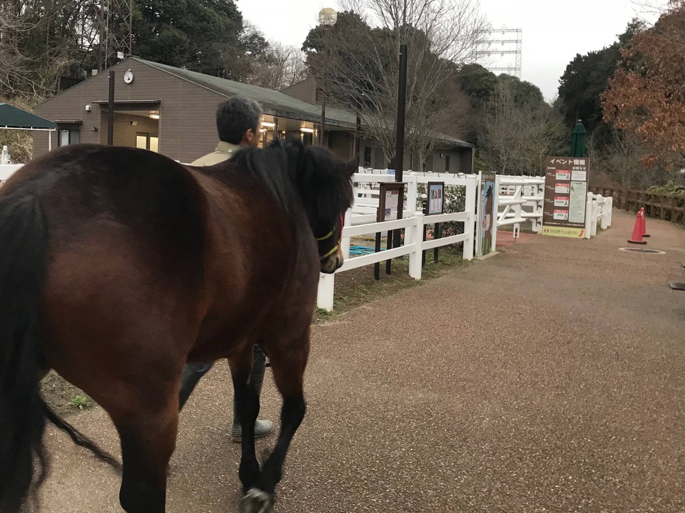 最近のソフィアの写真