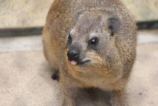 トロロとナクルの群れにも変化が...！？