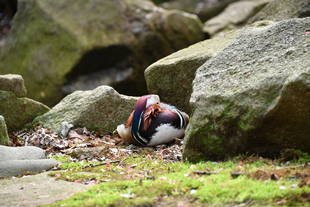 バードケージの近況報告