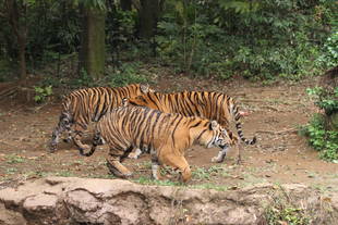 分ける前日の母子の様子