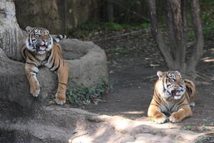 その後のデルとパントム・・・①