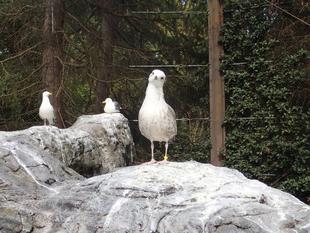 セグロカモメ成長記８