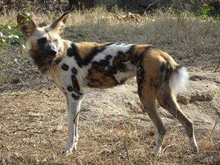 ズーラシアのリカオン