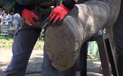 爪のお手入れの写真
