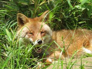 コウシロウ オフショット集