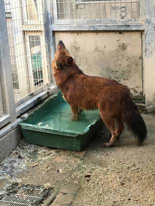 Newアイドール☆ドール