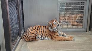 その後のデルとパントム・・・②