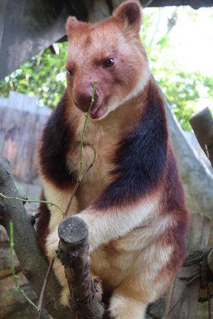 キノボリカンガルーって何？