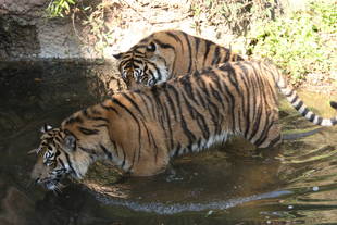 こんなものでも（　＾ω＾）・・・